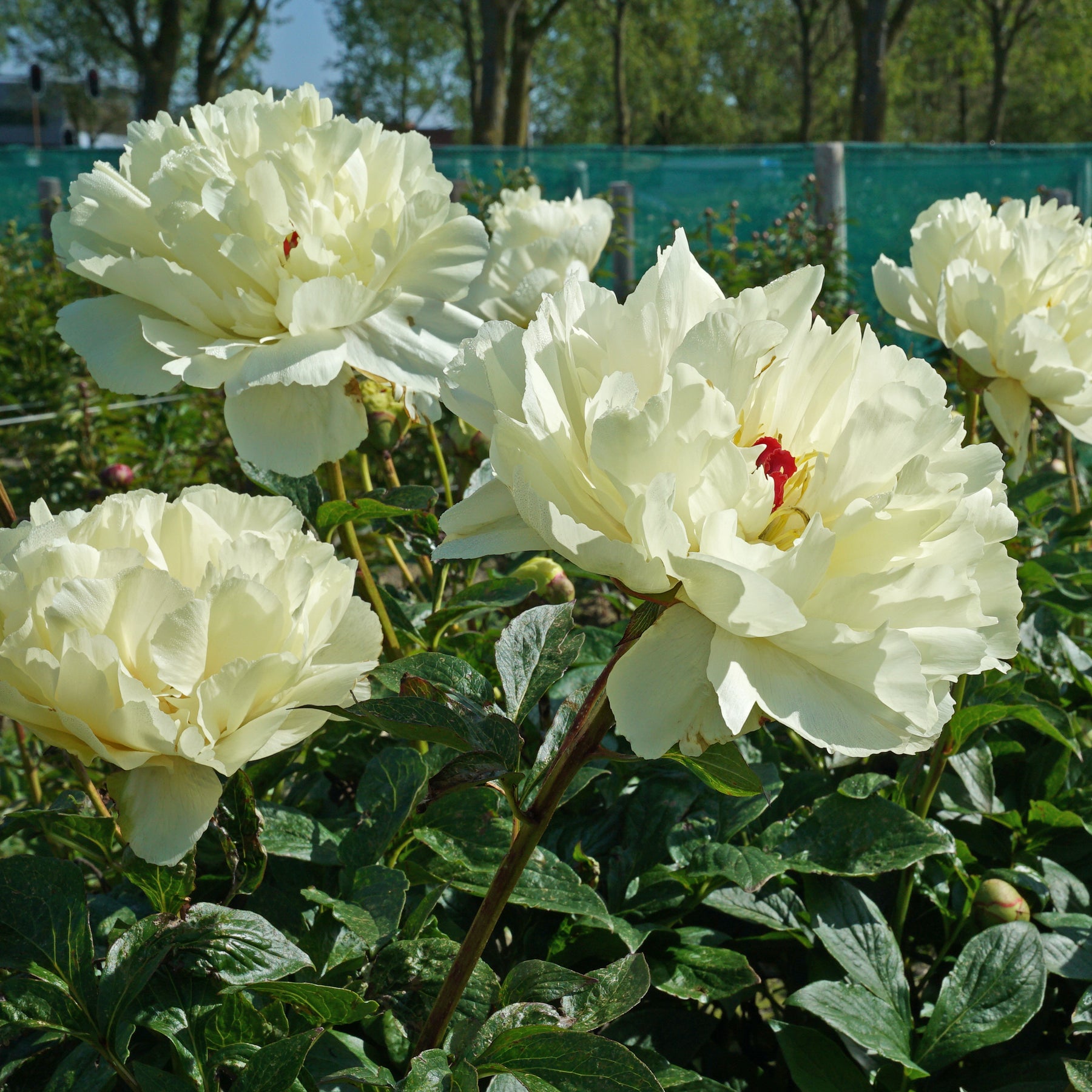 Peony Vanilla Schnapps