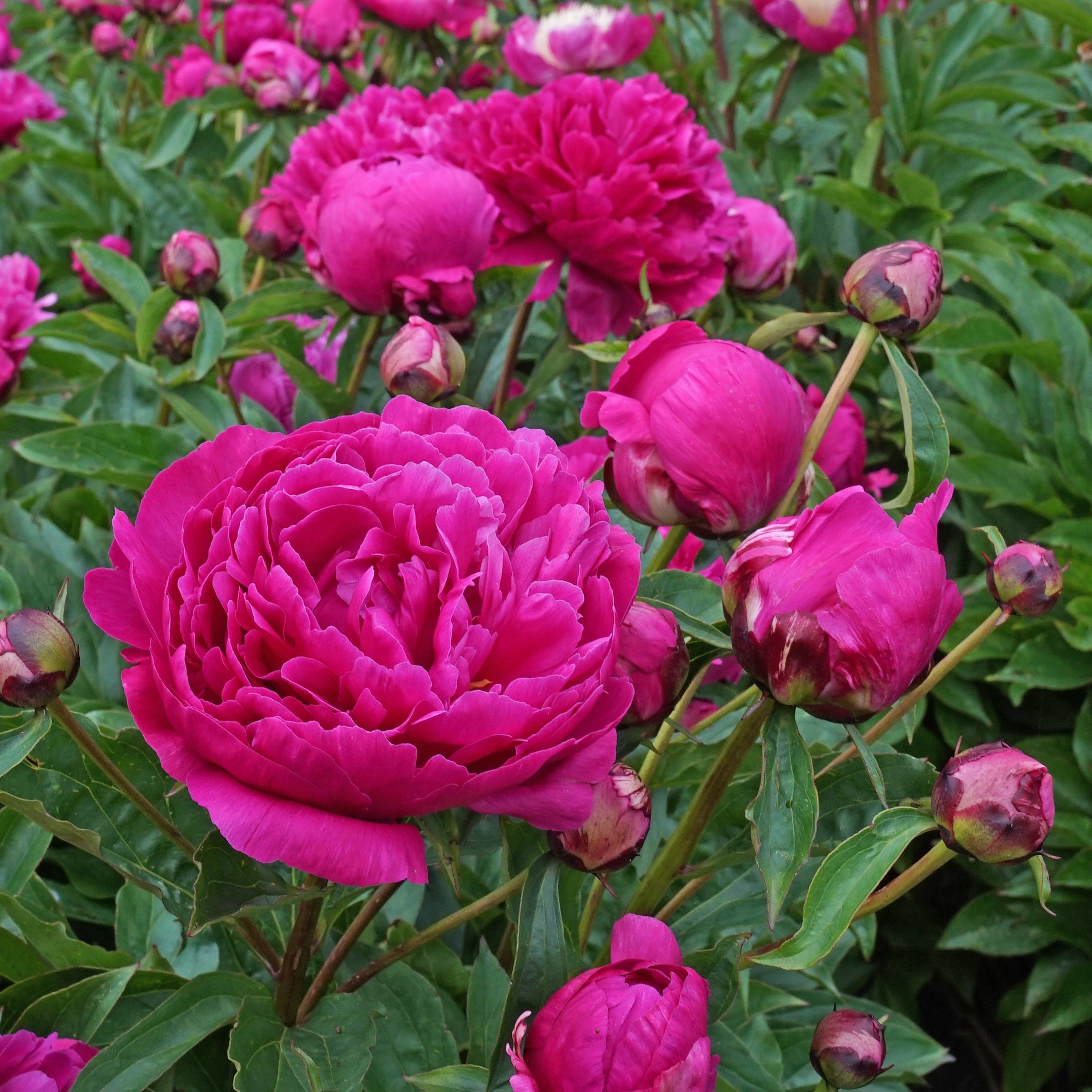 Peony Victoire de la Marne