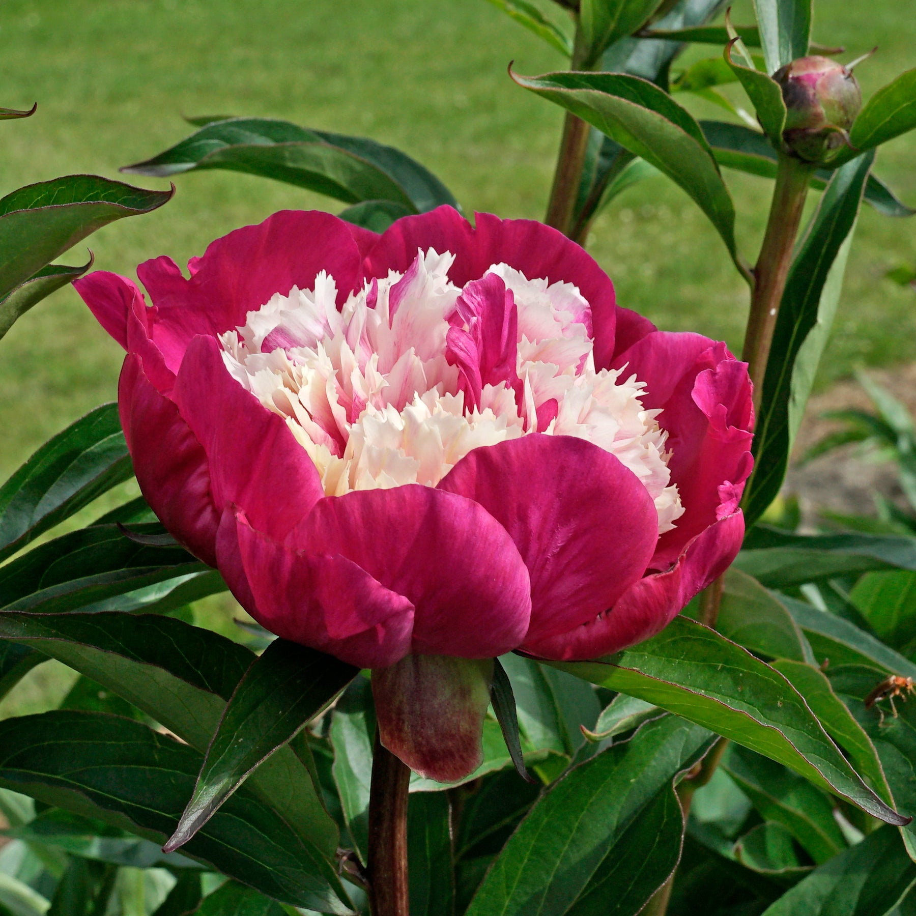 Peony White Cap