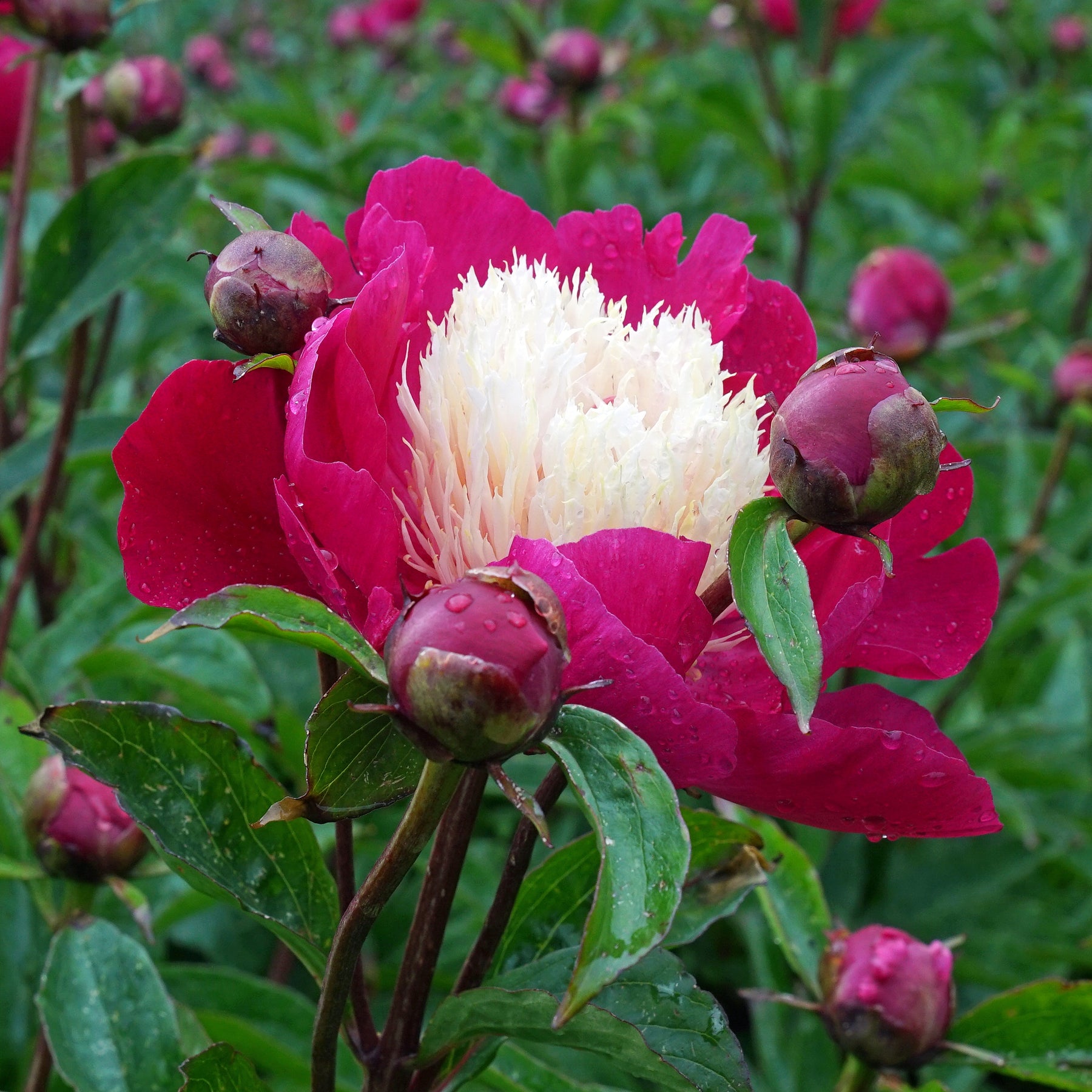 Peony White Cap