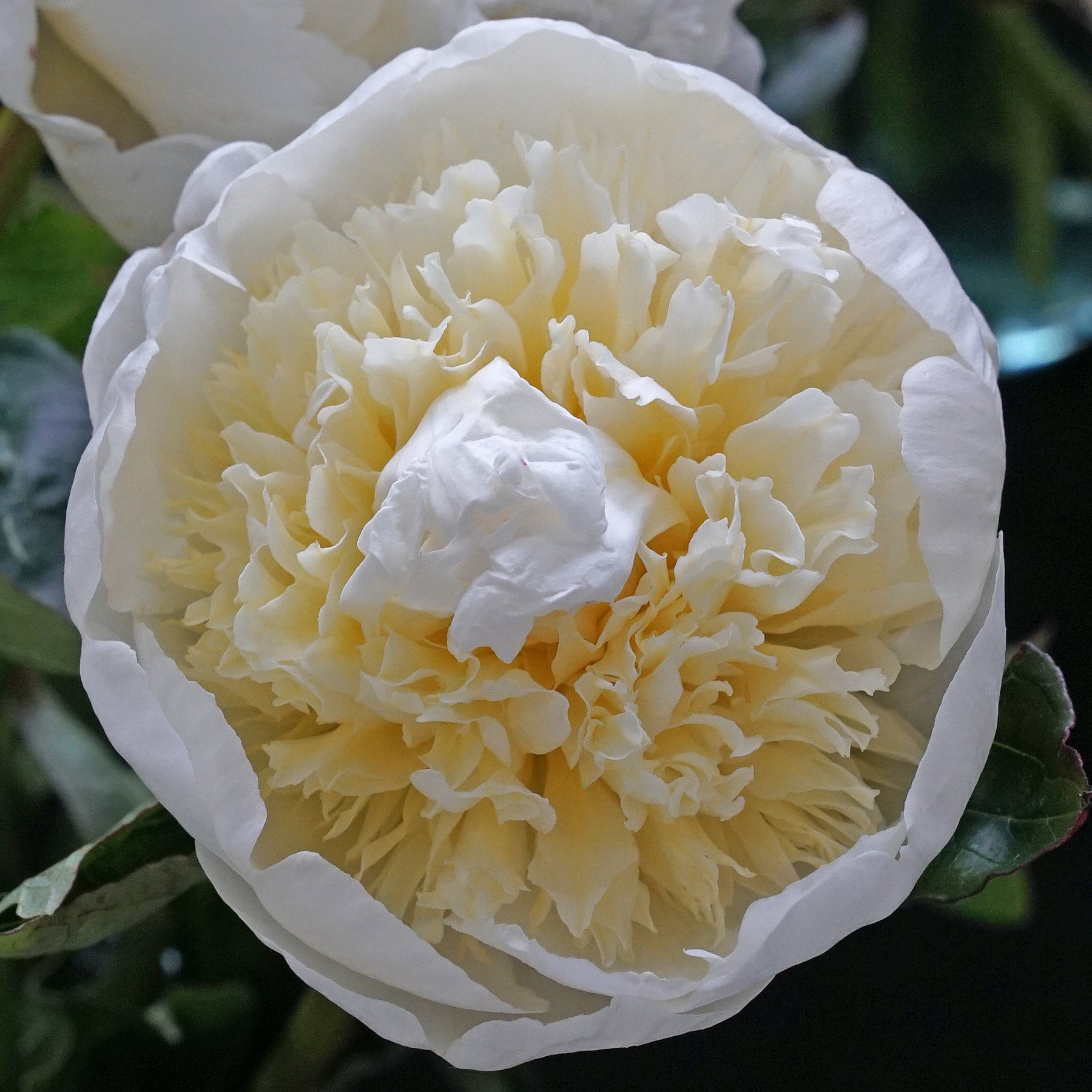 Peony Bridal Gown