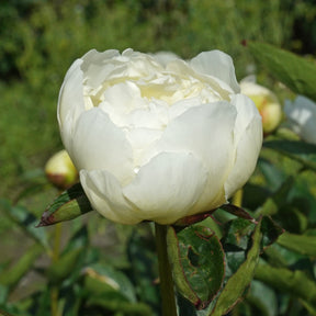 Peony Bridal Gown