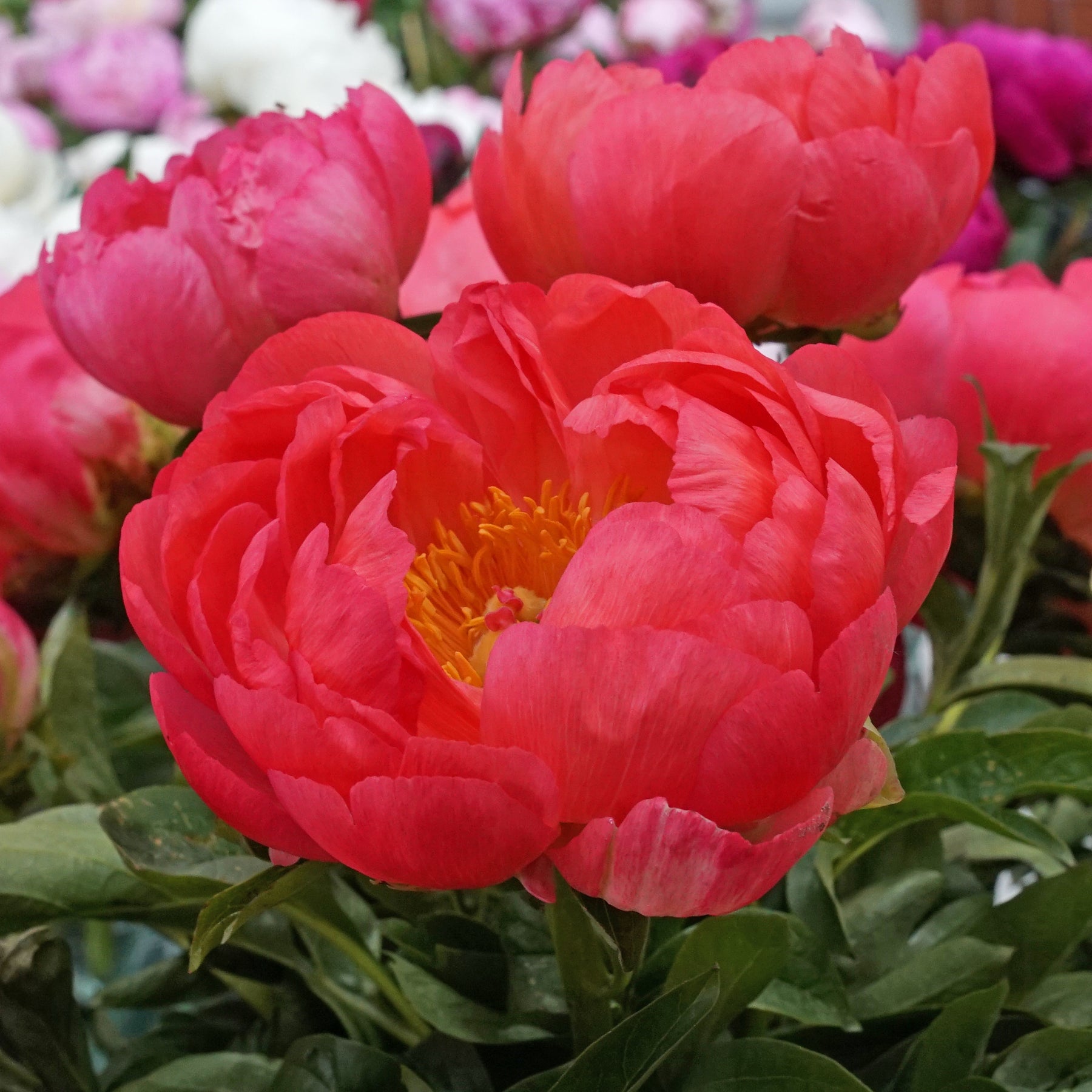 Peony Coral Sunset