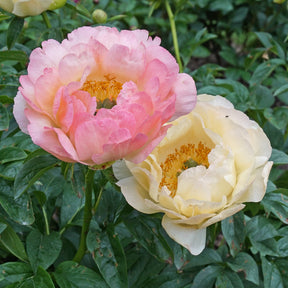 Peony Coral Sunset