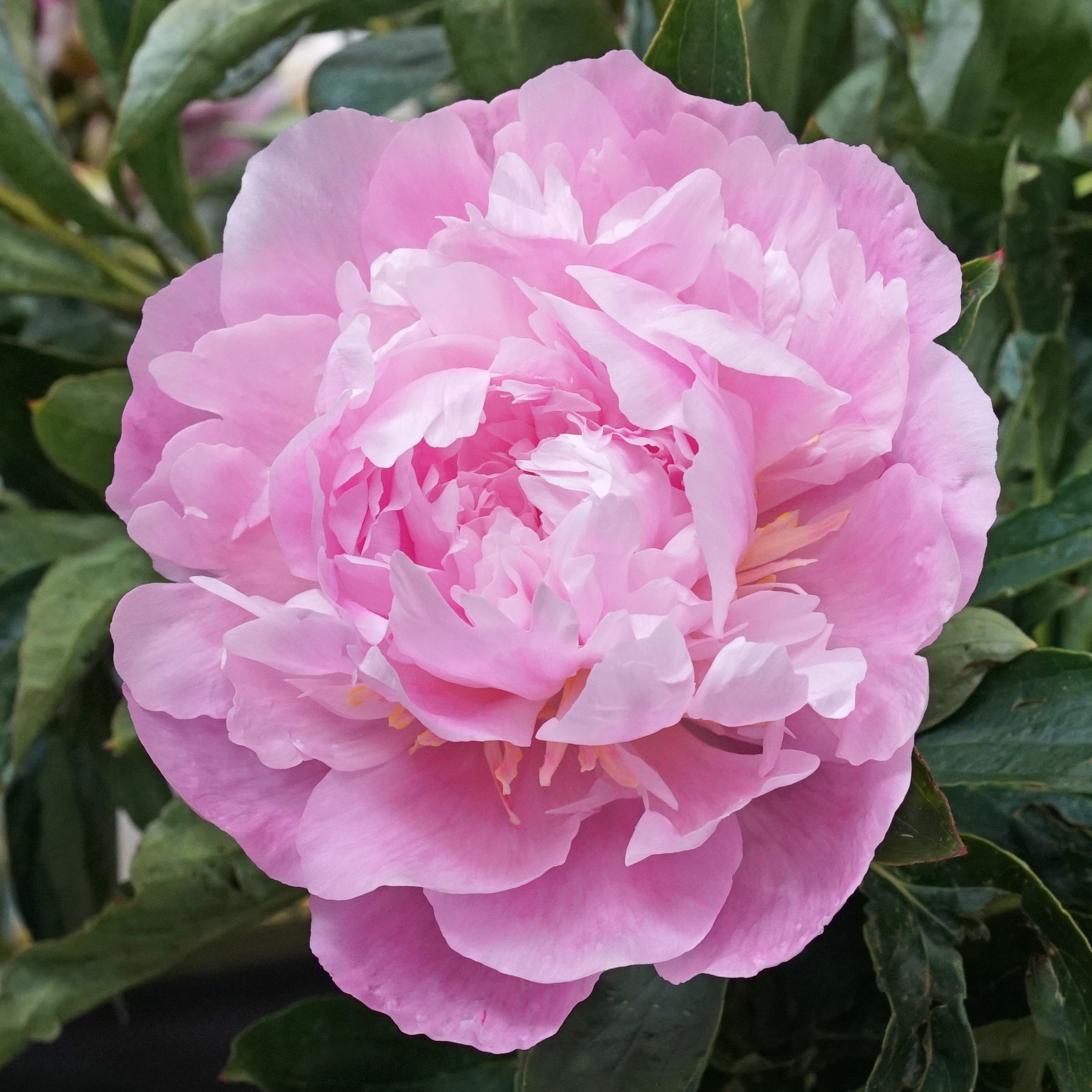 Peony Dinner Plate