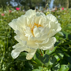 Peony Early Sensation