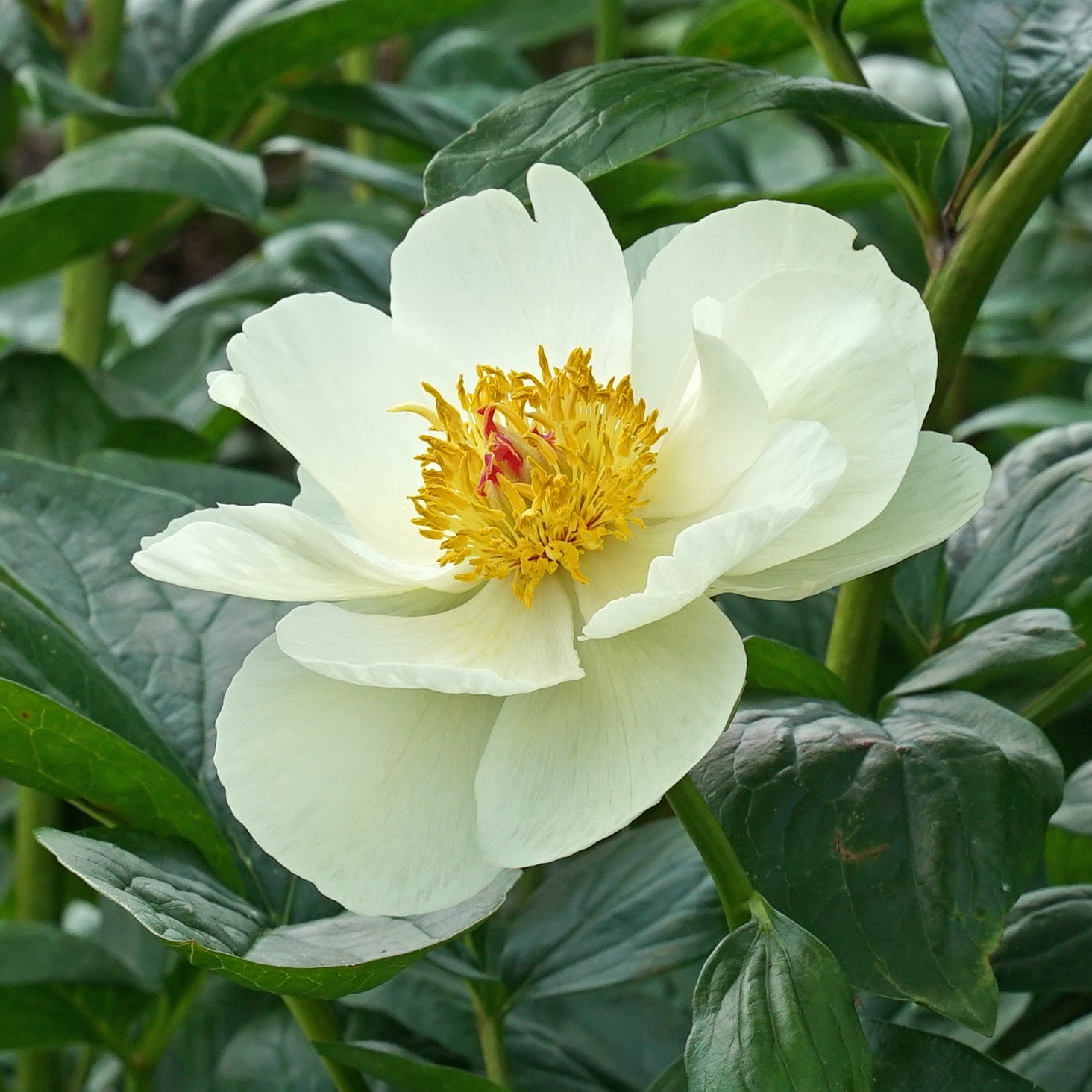 Peony Early Sensation