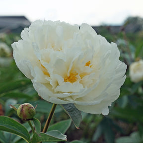 Peony Fringed Ivory