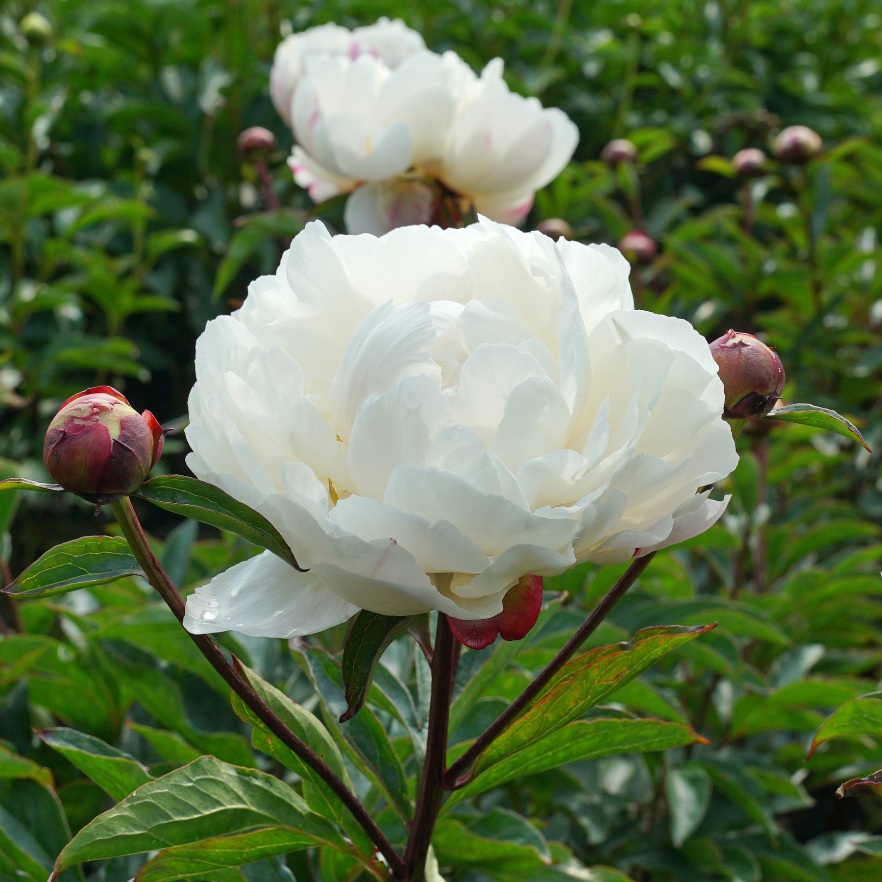 Peony Gardenia