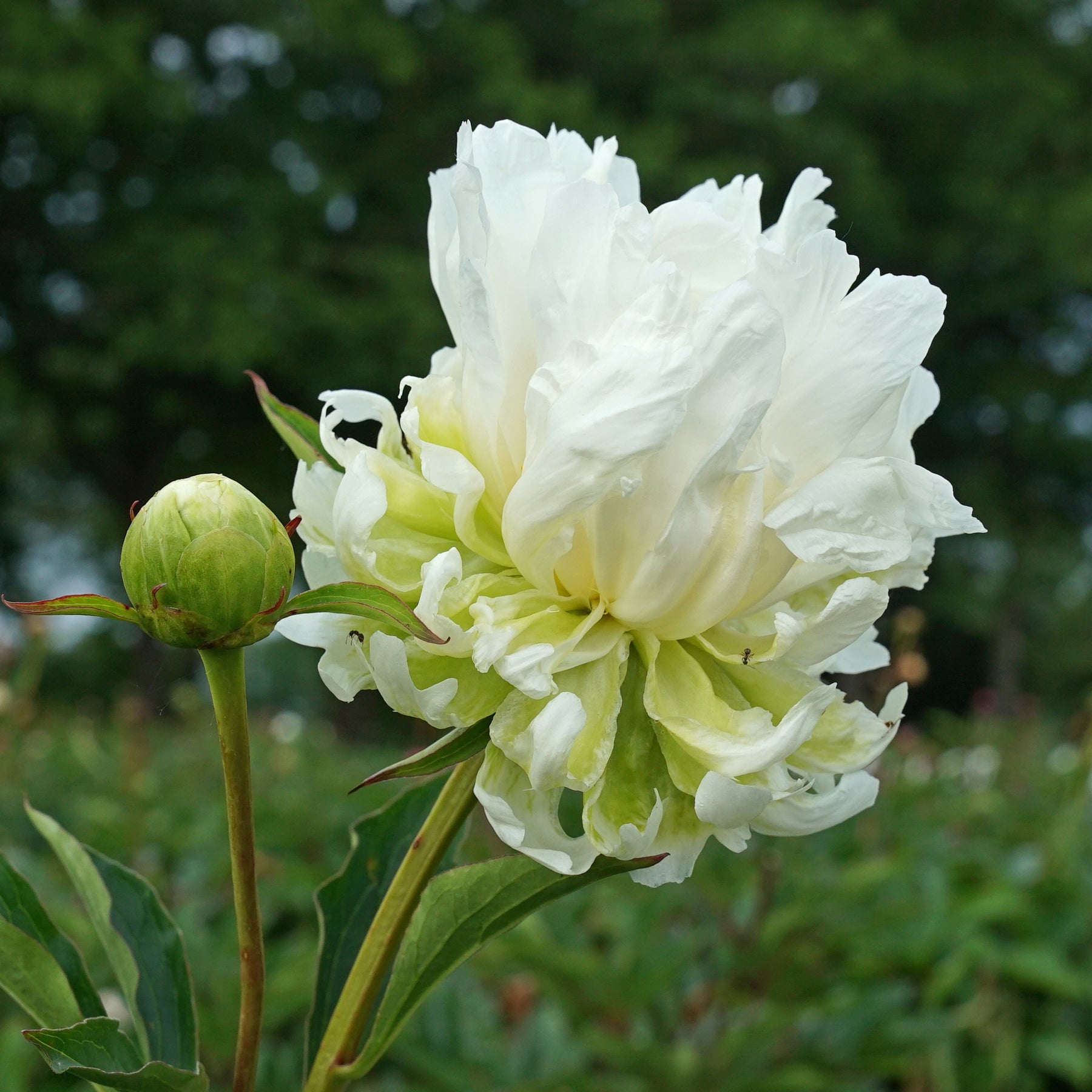 Peony Green Halo