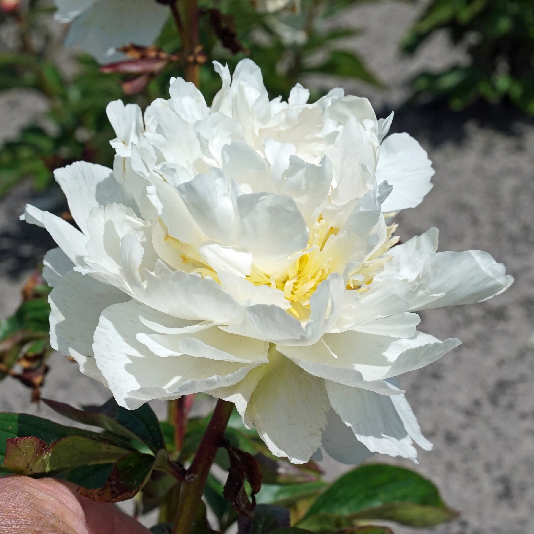 Peony Ivory Victory