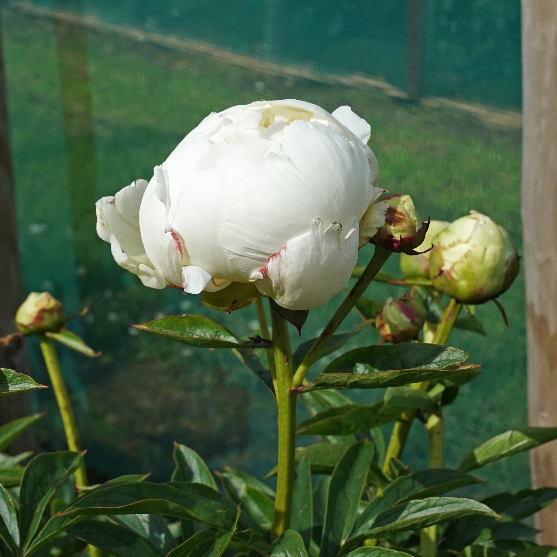 Peony Ivory Victory