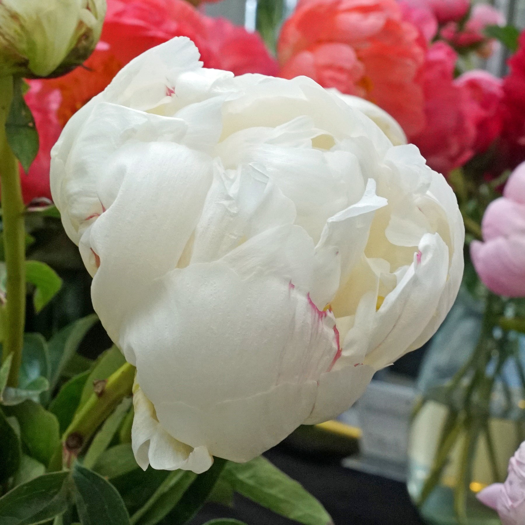 Peony Ivory Victory