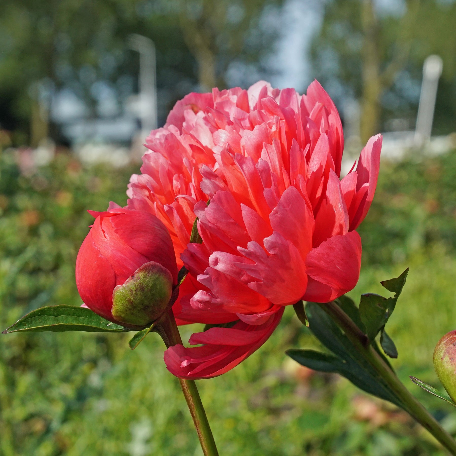 Peony Lorelei