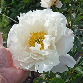 Peony Miss America