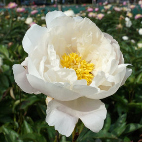 Peony Miss America