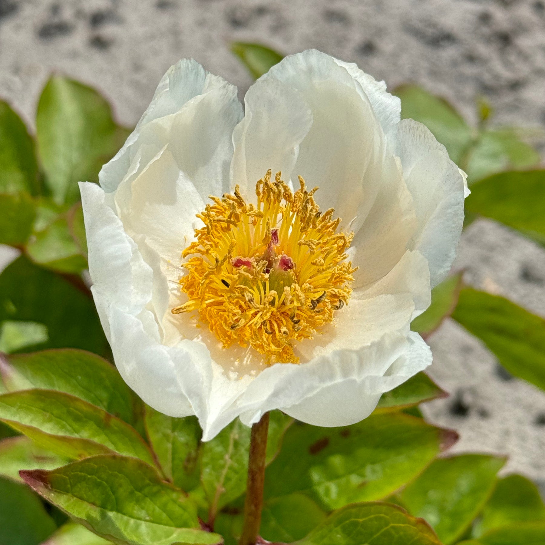 Peony Moonrise