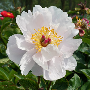 Peony Pink Vanguard