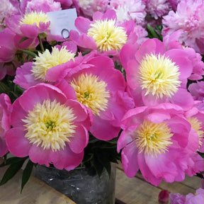 Peony Wladyslawa