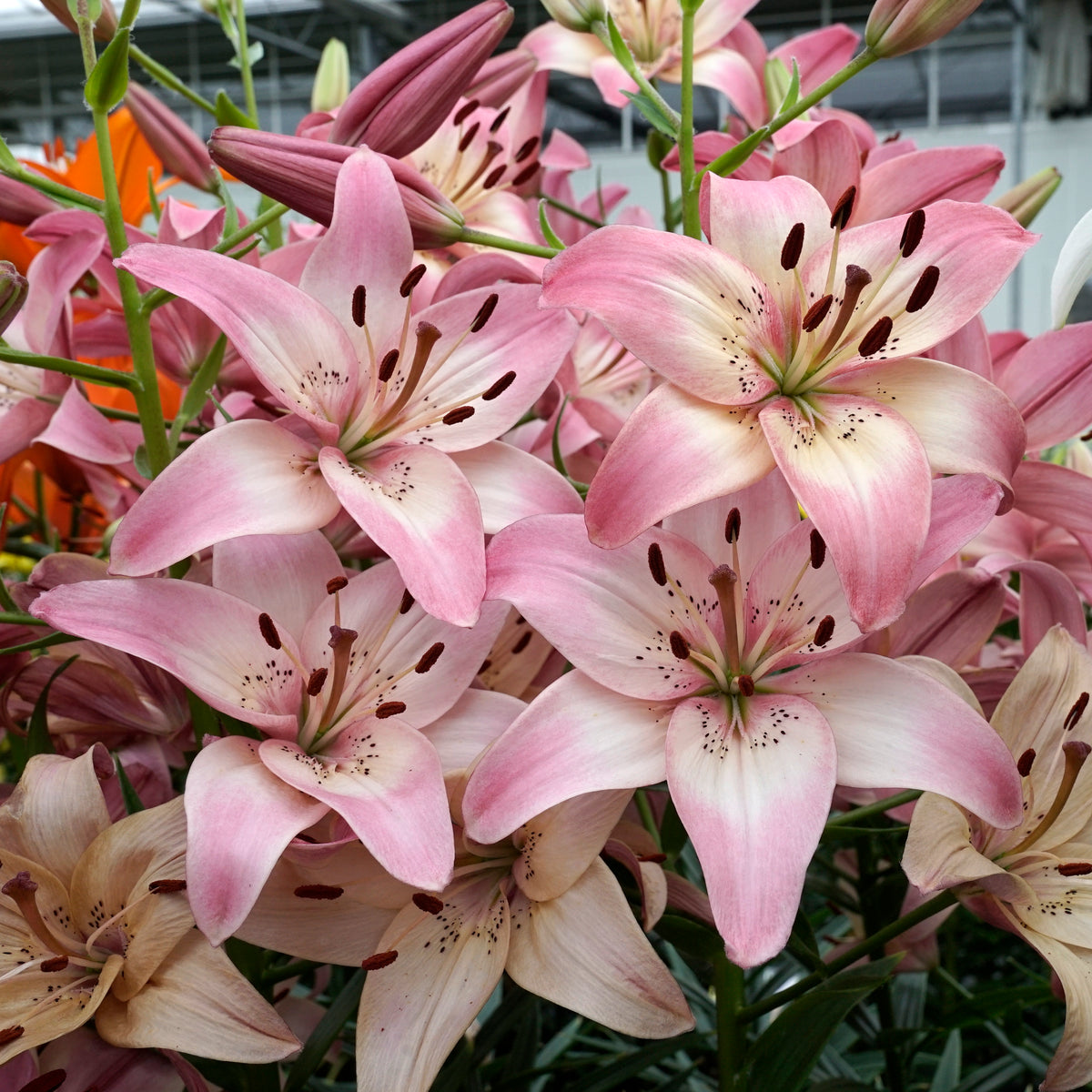 Lilium Rosella's Dream