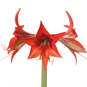 Amaryllis Autumn Valley