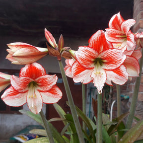 Amaryllis Table Dance