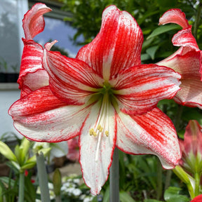 Amaryllis Table Dance