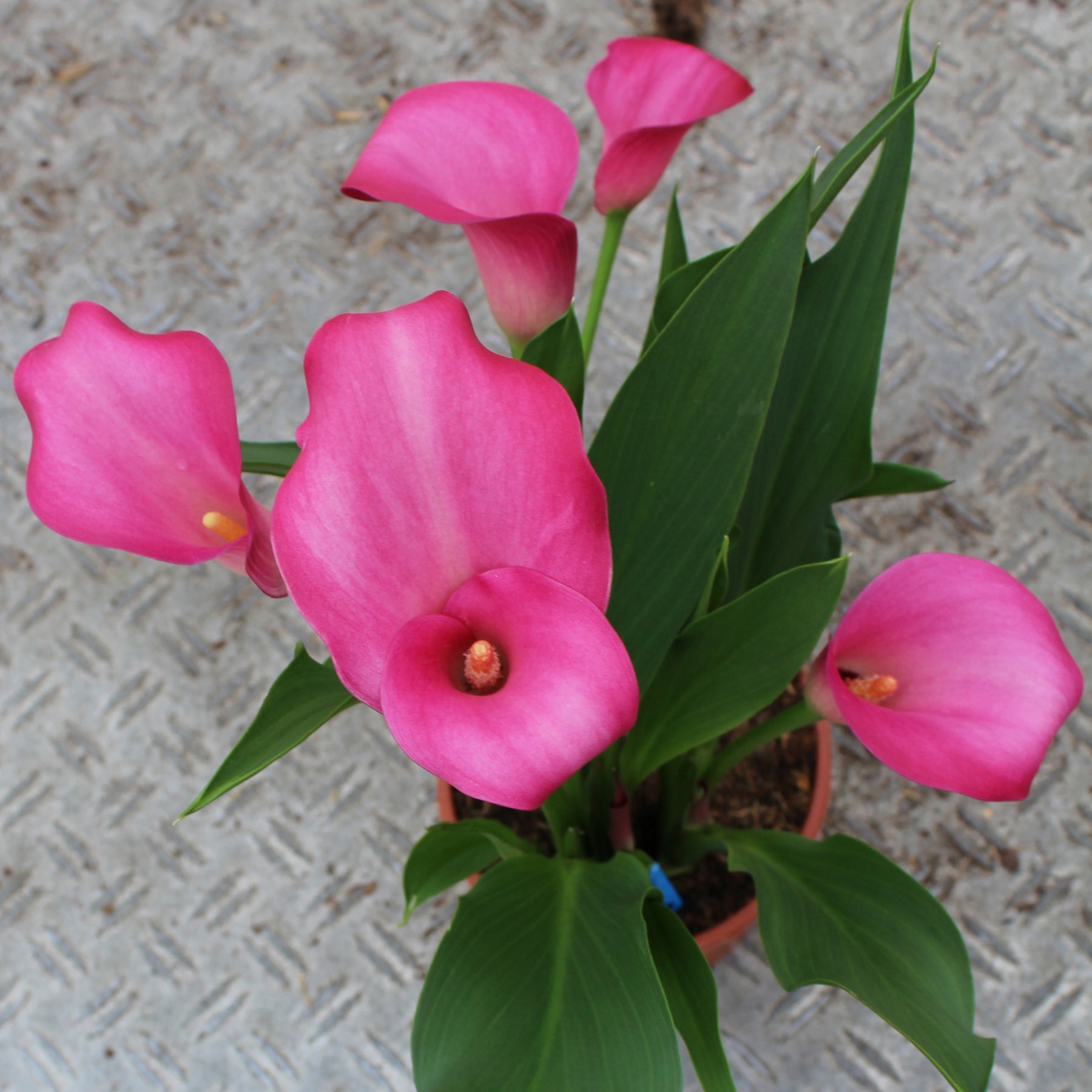 Zantedeschia Patriot