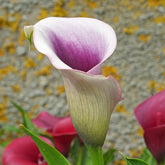 Zantedeschia Miro