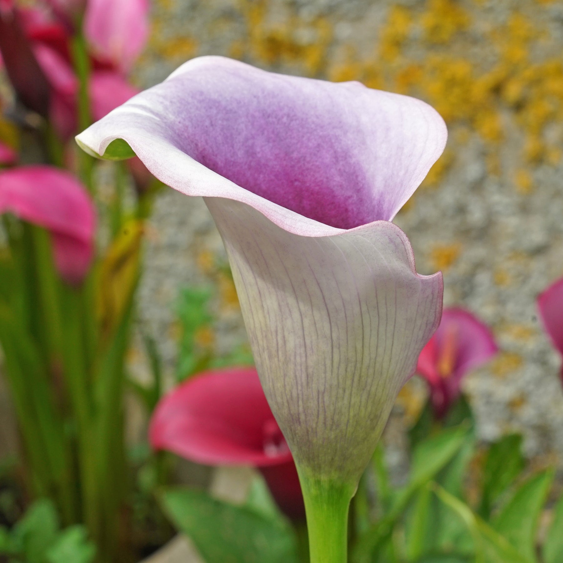 Zantedeschia Miro