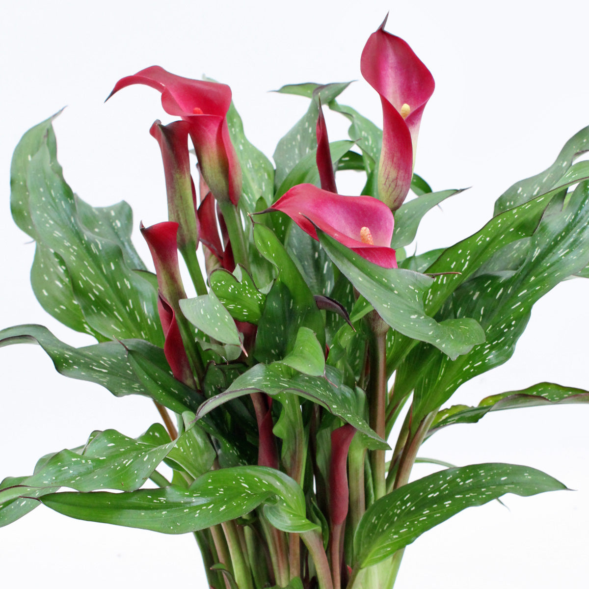 Zantedeschia Texas