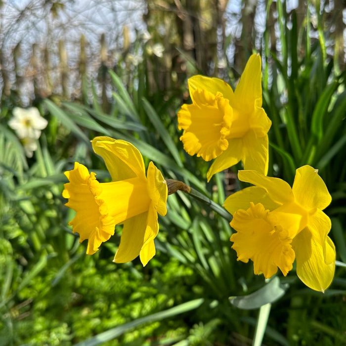 Daffodil Queen Beatrix (Narcissus) - Fluwel