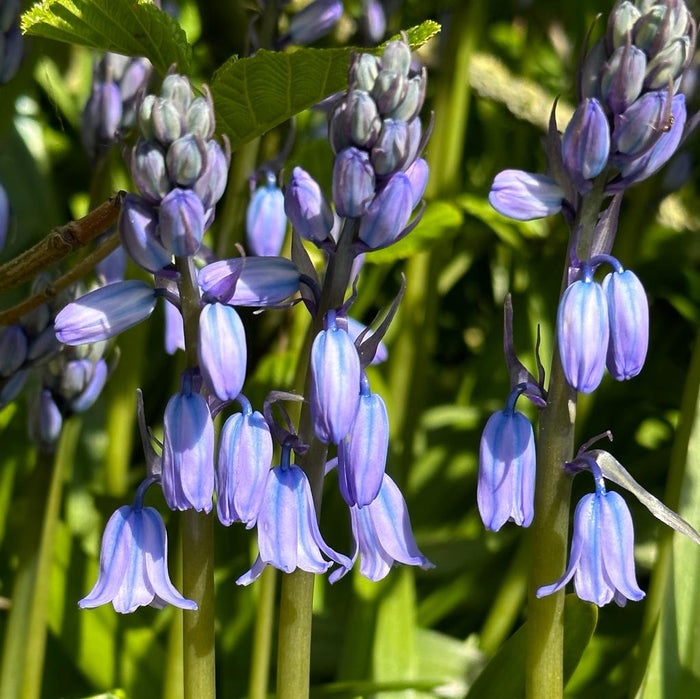 Hyacinthoides hispanica Excelsior (wilde boshyacint) - Fluwel