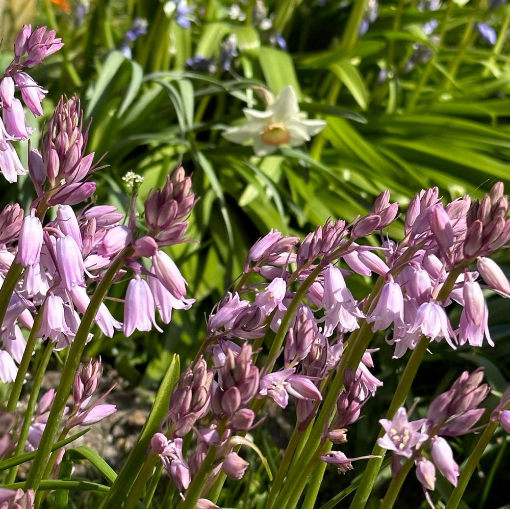 Hyacinthoides hispanica Rose Queen (wilde boshyacint) | per 25 pieces ...