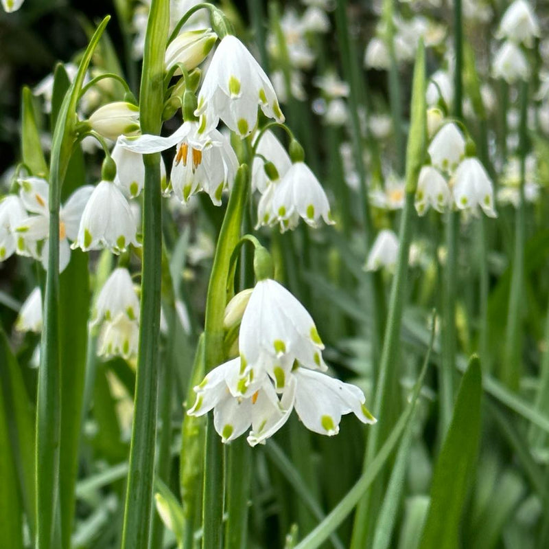 Leucojum (Snowflake)