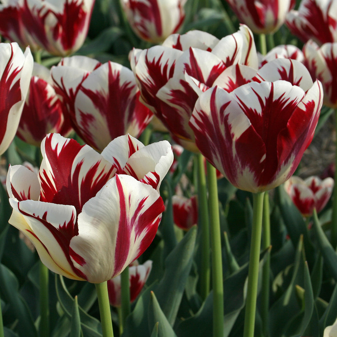 Tulip Grand Perfection (Tulipa) - Fluwel