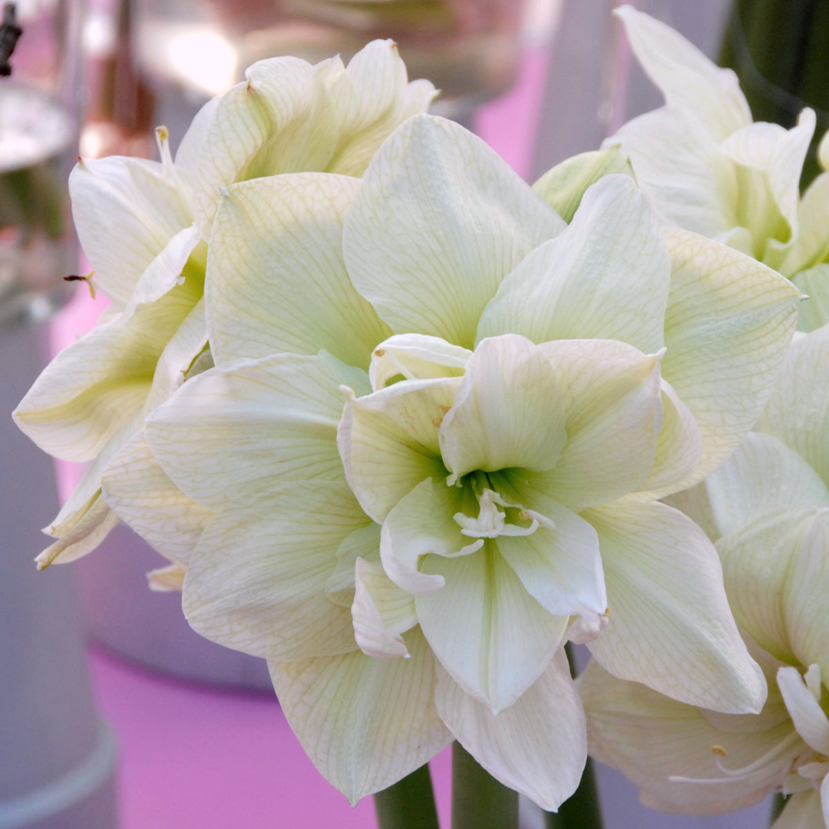 Amaryllis Marilyn