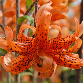 Lilium lancifolium Flore Pleno