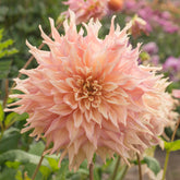 Dahlia Penhill Watermelon