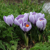 Crocus vernus Pickwick