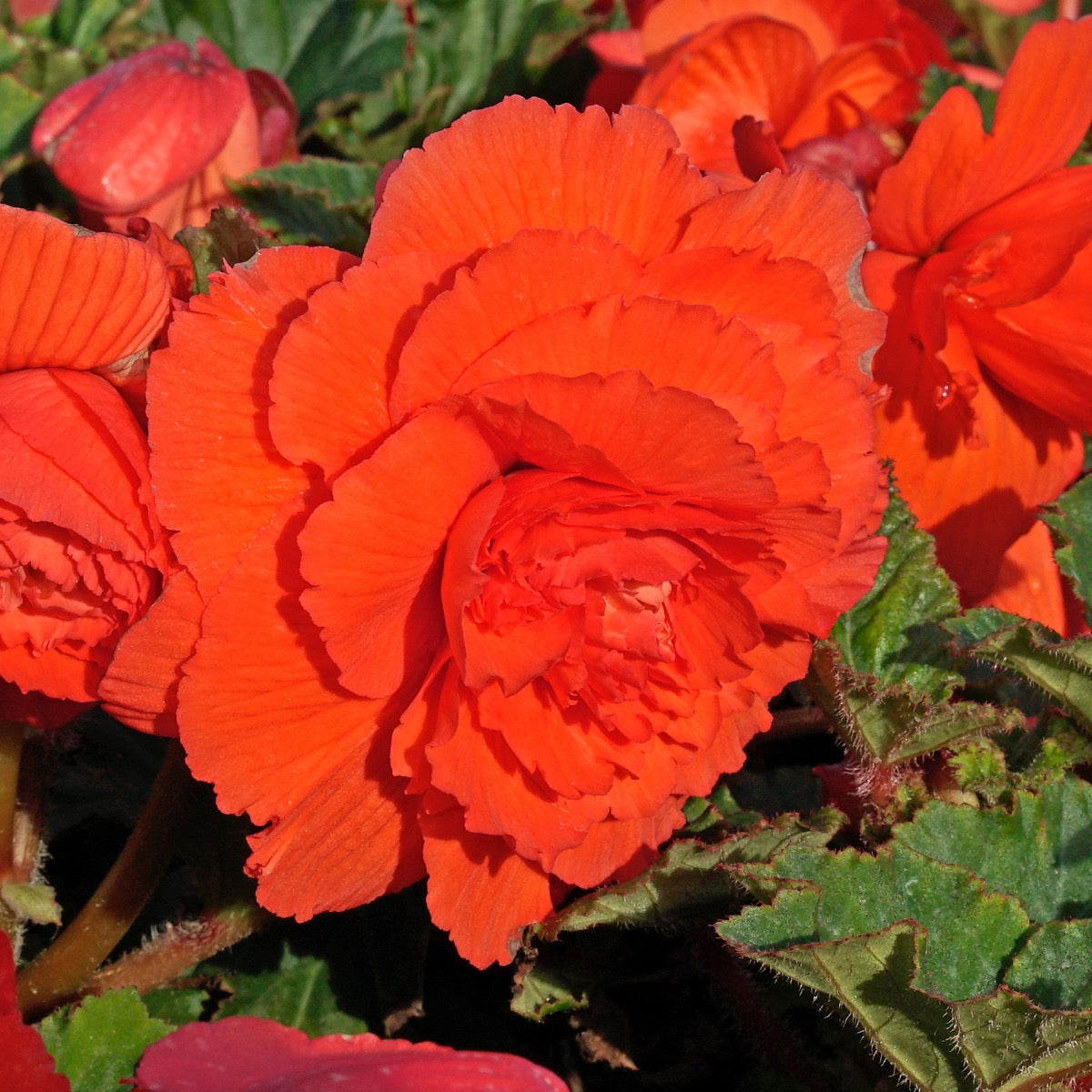 Begonia Ruffled Red