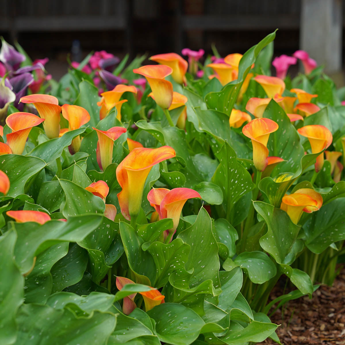 Zantedeschia Brunello