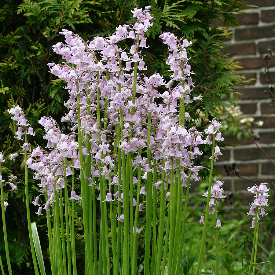 Hyacinthoides hispanica Rose Queen (wilde boshyacint) | per 25 pieces ...