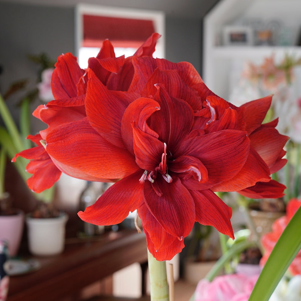 Amaryllis Red Torro (Hippeastrum) - Fluwel