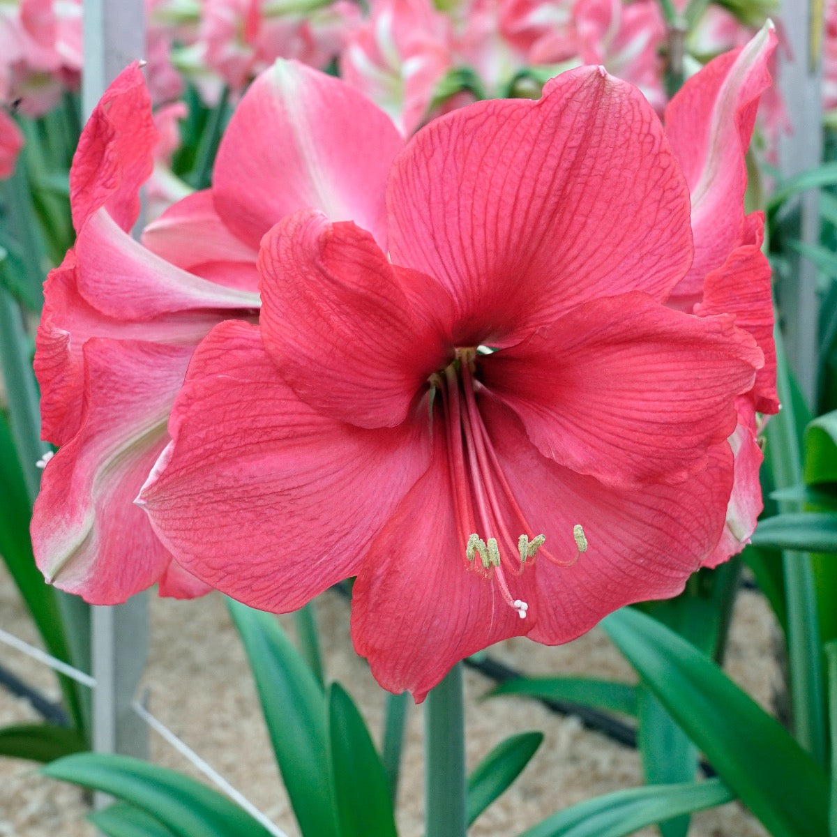 Amaryllis Pink Surprise