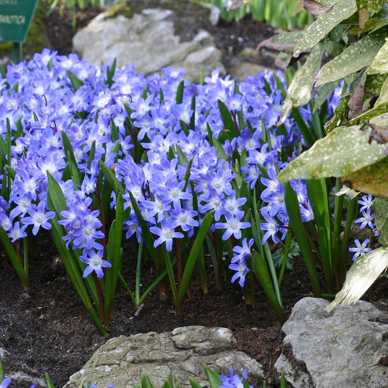 Chionodoxa (Snow Glory)