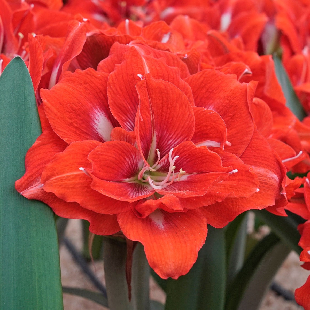 Amaryllis Happy Nymph