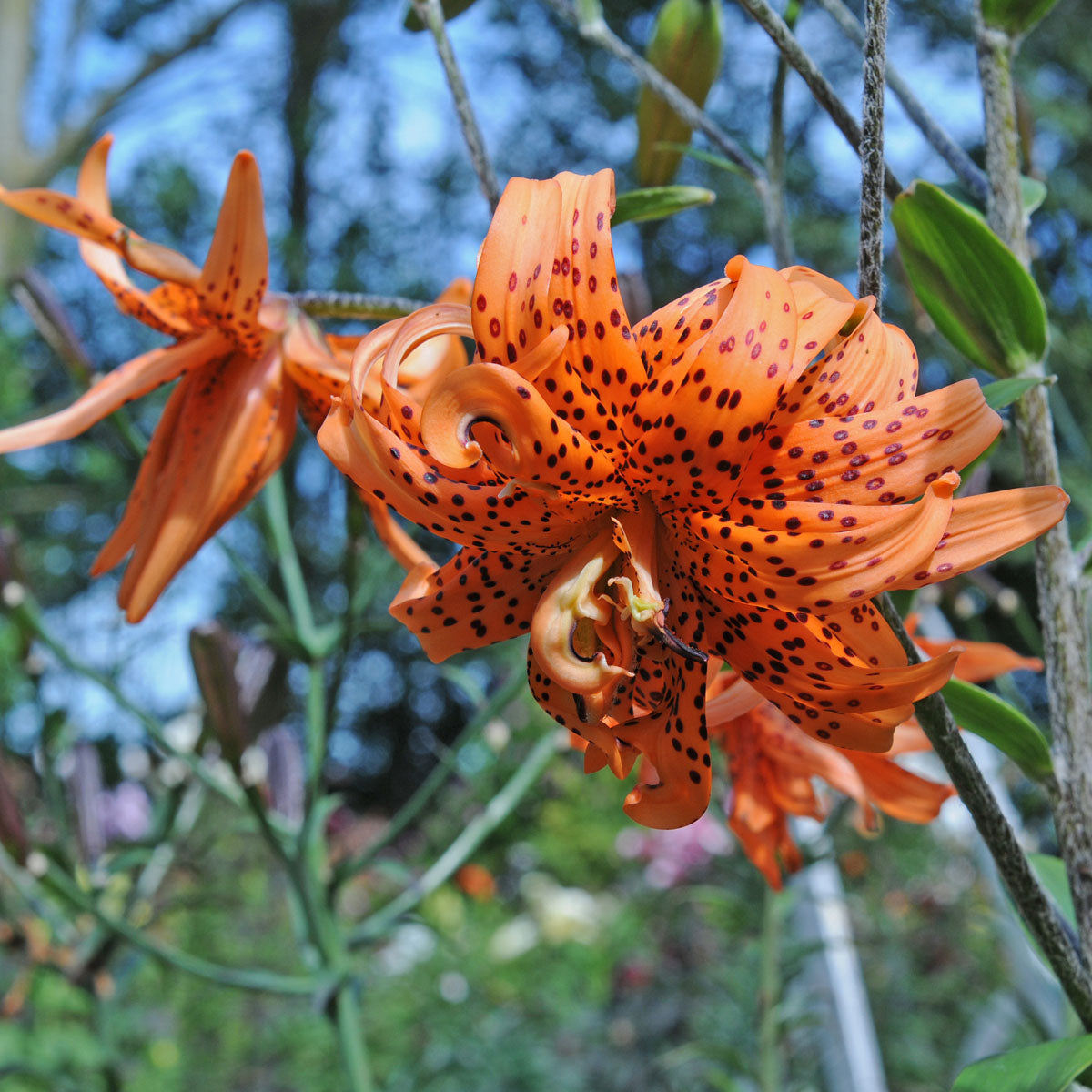 Lilium lancifolium Flore Pleno