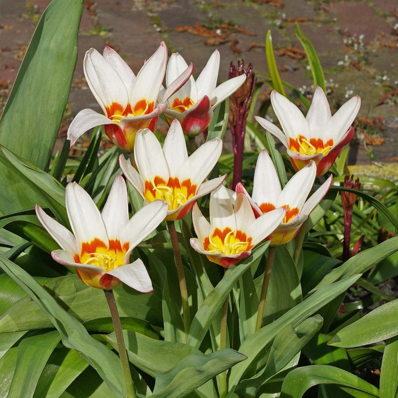 Tulip The First (Tulipa) - Fluwel