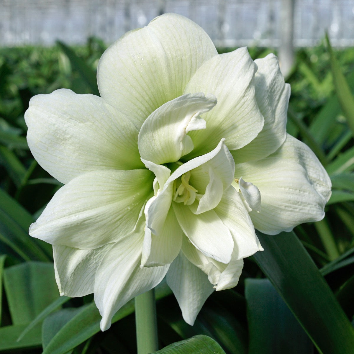 Amaryllis Marilyn